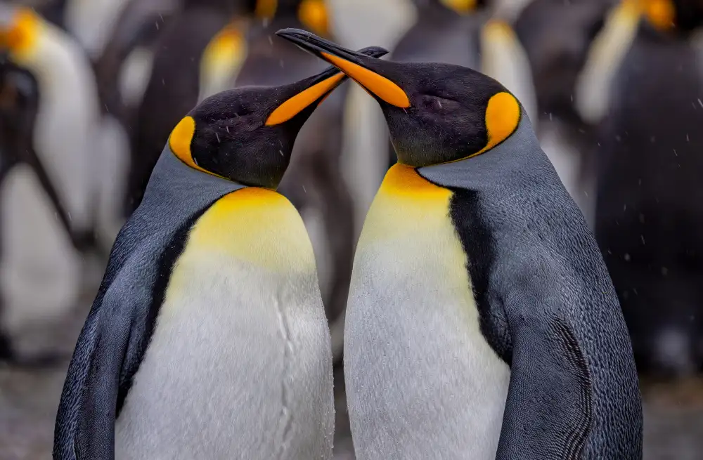 Lin, Ning: Pinguini reali in una giornata nevosa