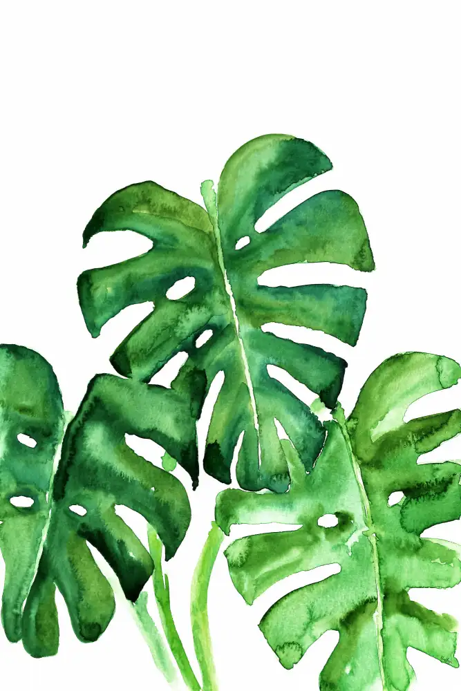 Blursbyai, Laiz Rosana: Monstera listy ve volném akvarelu