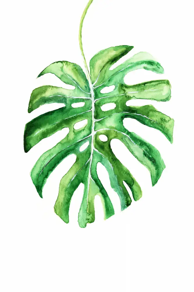 Blursbyai, Laiz Rosana: List Monstera