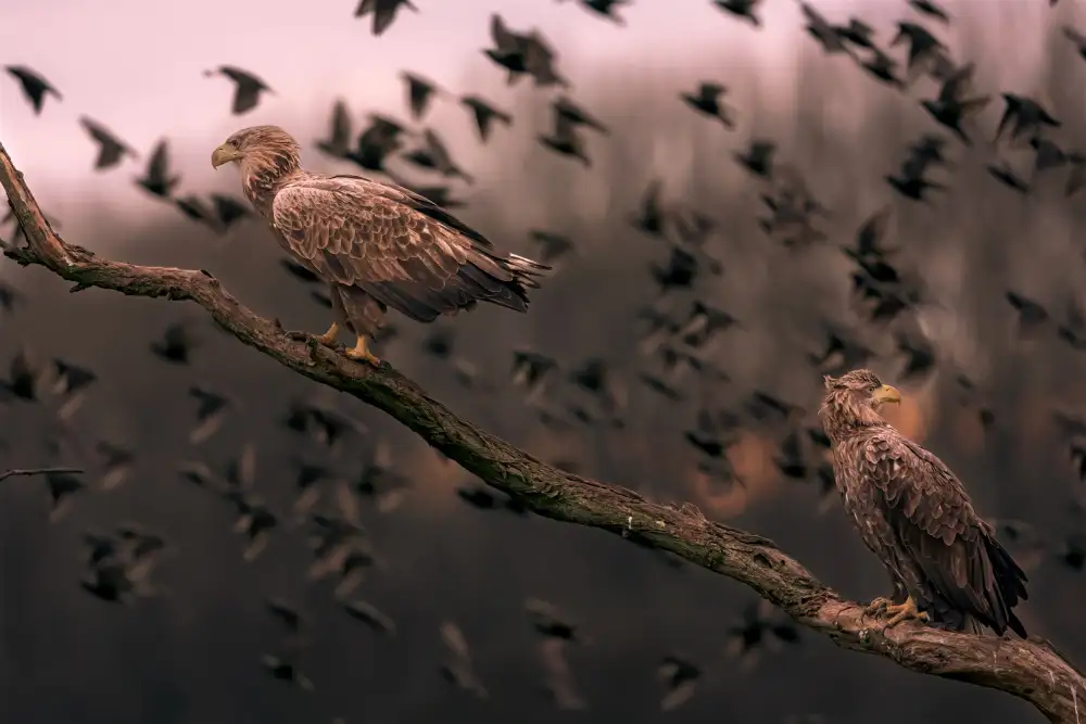 NOTO, DI GENNARO: White tailed eagles