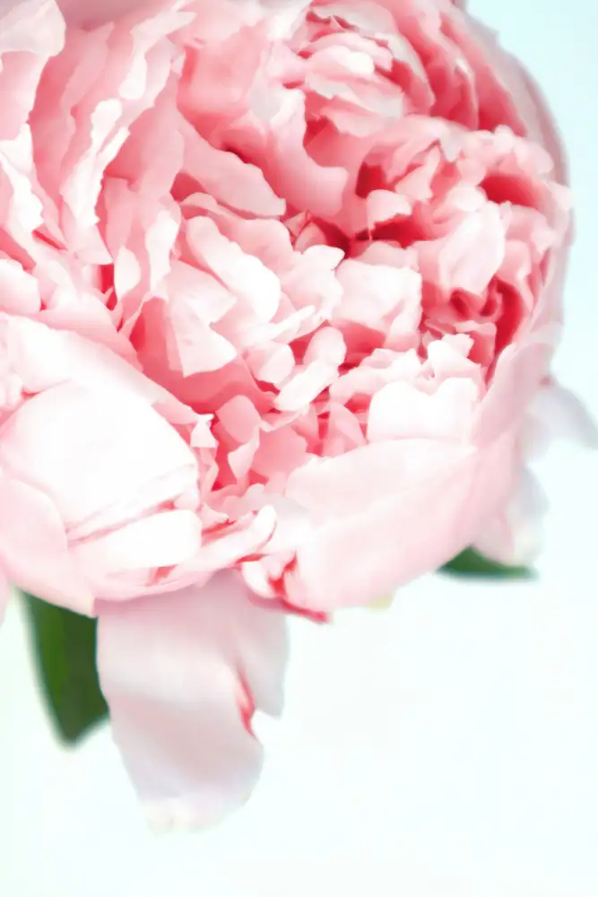 Blursbyai, Laiz Rosana: Blush peony VII