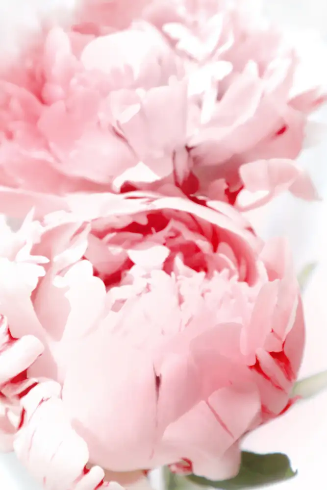 Blursbyai, Laiz Rosana: Blush pivoňka X