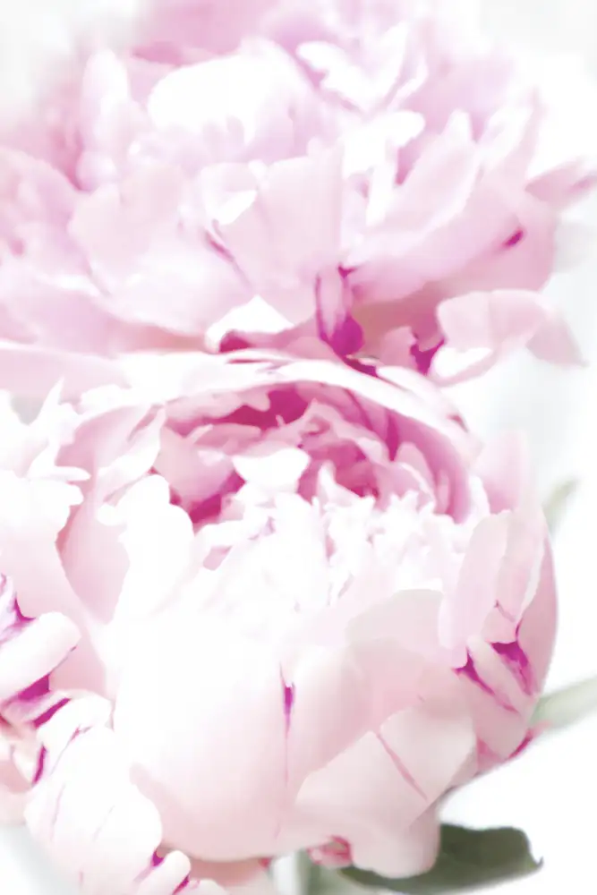 Blursbyai, Laiz Rosana: Tlumená pivoňka X
