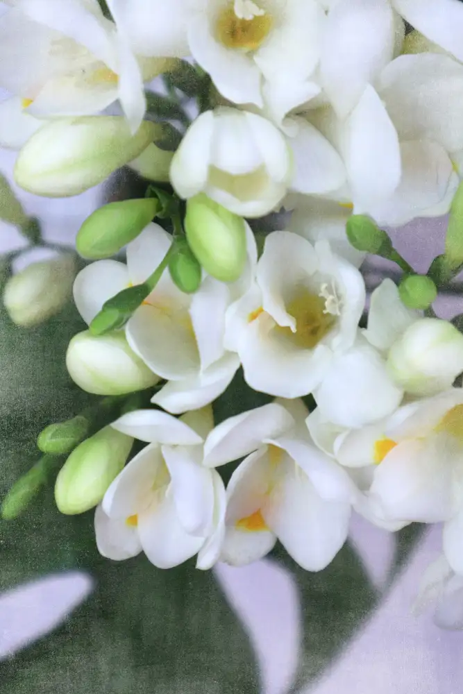 Blursbyai, Laiz Rosana: Zoufalé frézie I