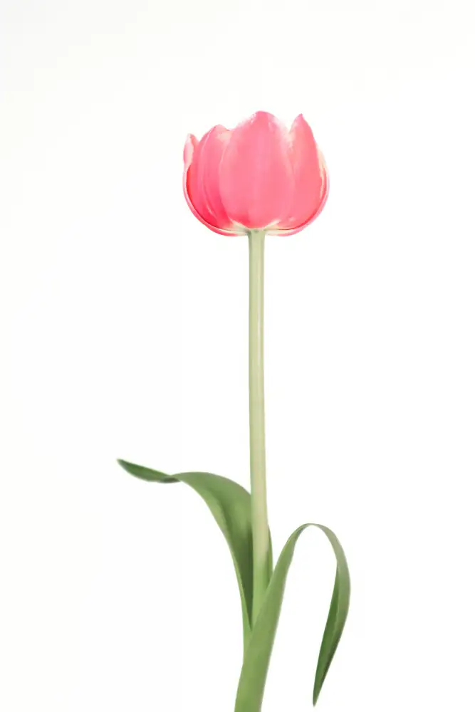 Blursbyai, Laiz Rosana: Růžový tulipán