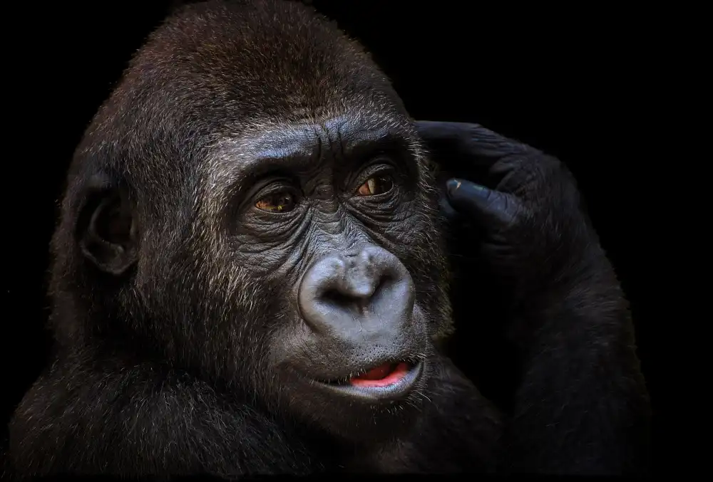 Rückert, Stephan: Giovane gorilla