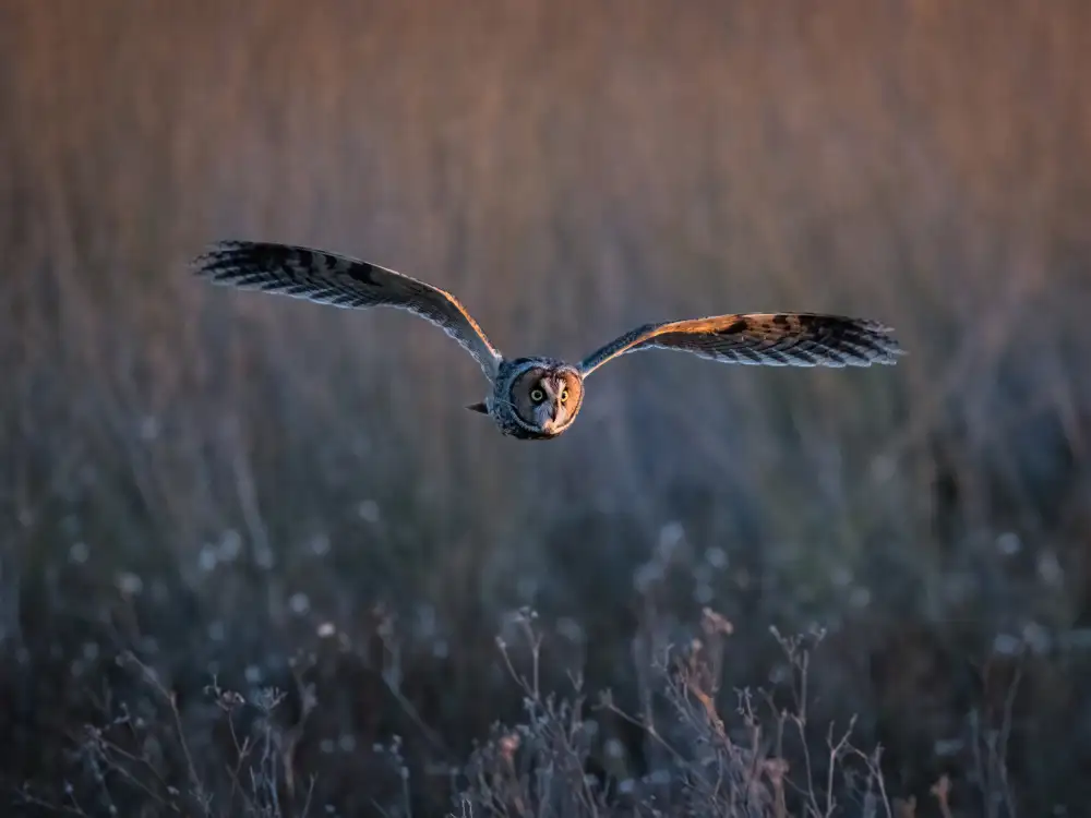 (吉星高照), Taksing: Long-eared owl