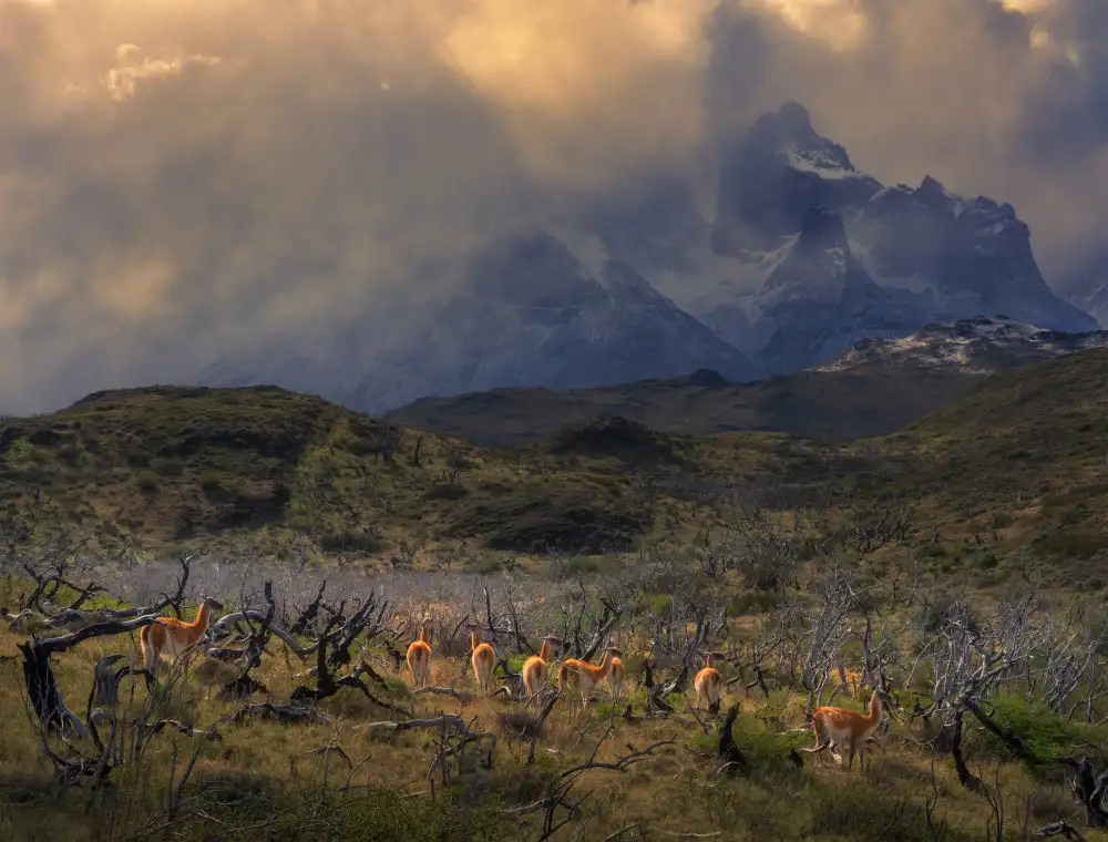 P., Ruiqing: Primavera en Torres del Paine