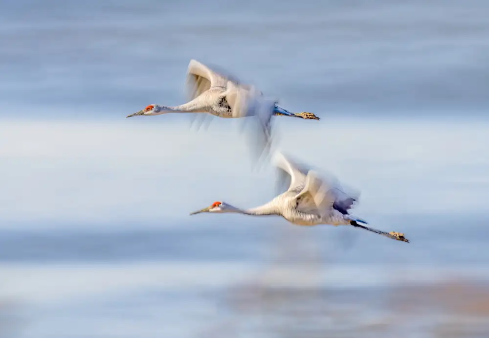 Hu, Gary: Dúo grúas volando