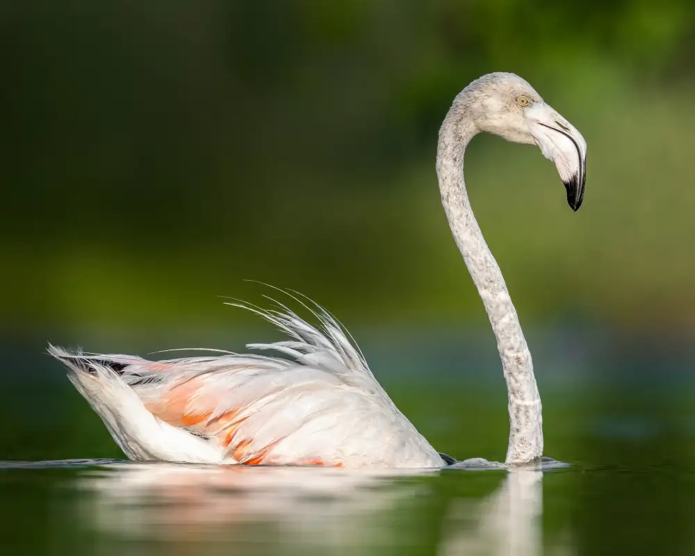 Elsheshtawy, Ahmed: flamingo