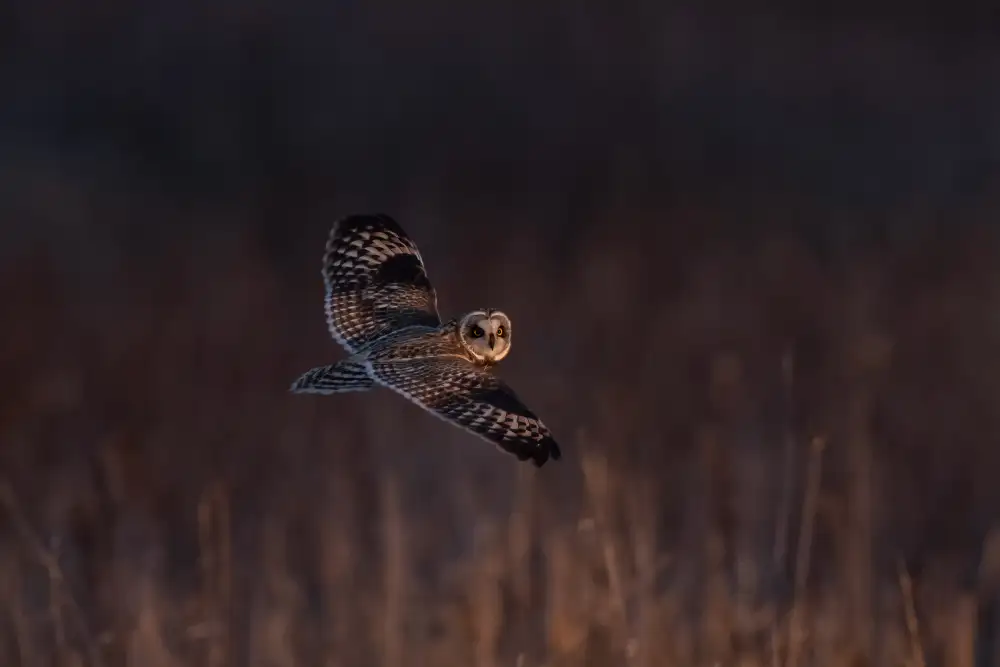 Wang, Max: Short-eared Owl