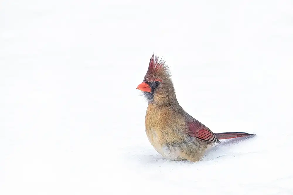 Gagnon, Lucie: Pájaro cantor crestado