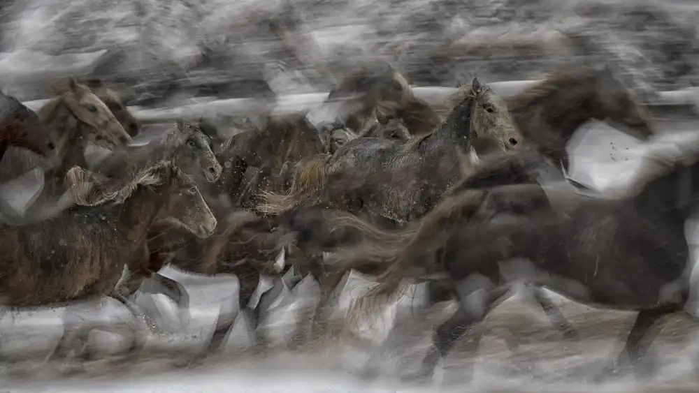 Malovrh, Milan: GALOPP