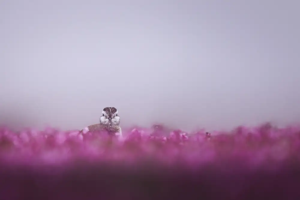 Renmyr, Magnus: Dotterel