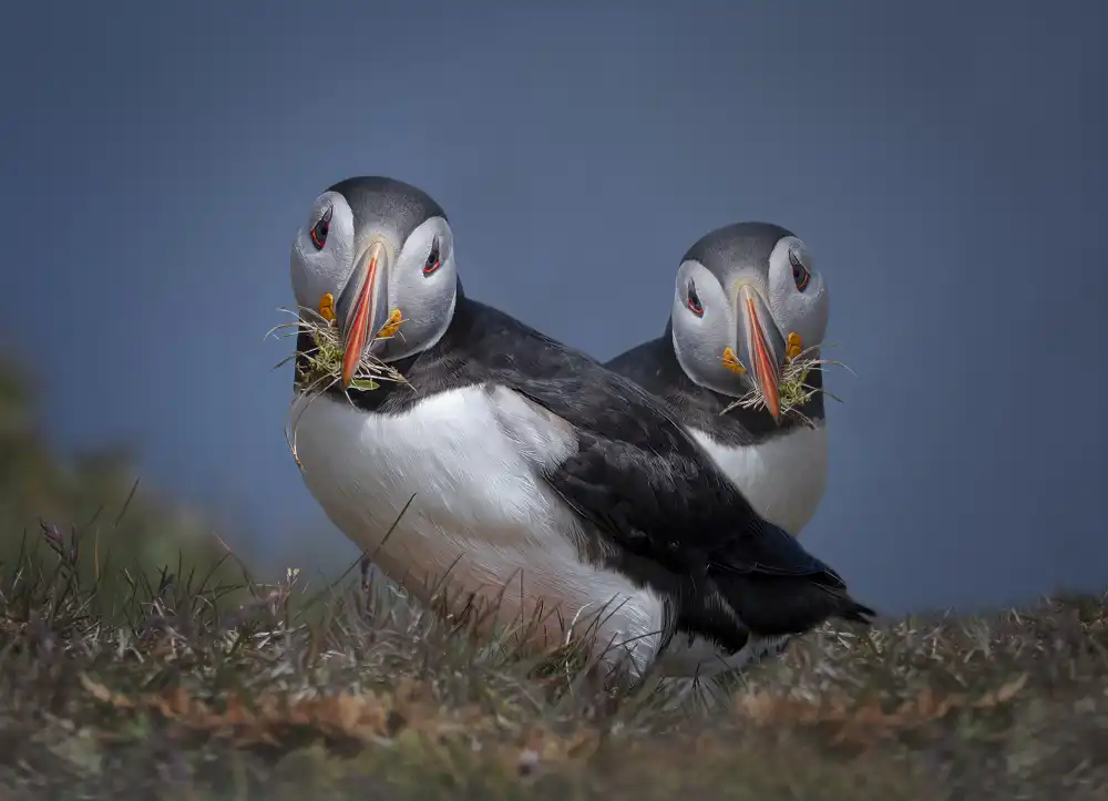 Fu, Molly: The Nest Builders
