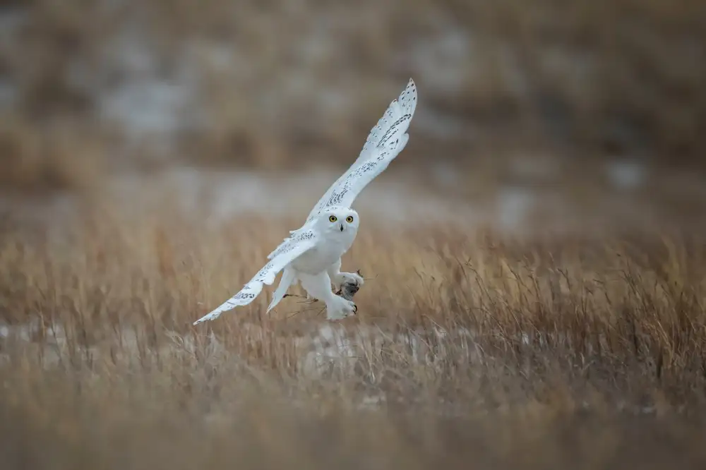 Wang, Max: Juvenile Male Snowy Owl
