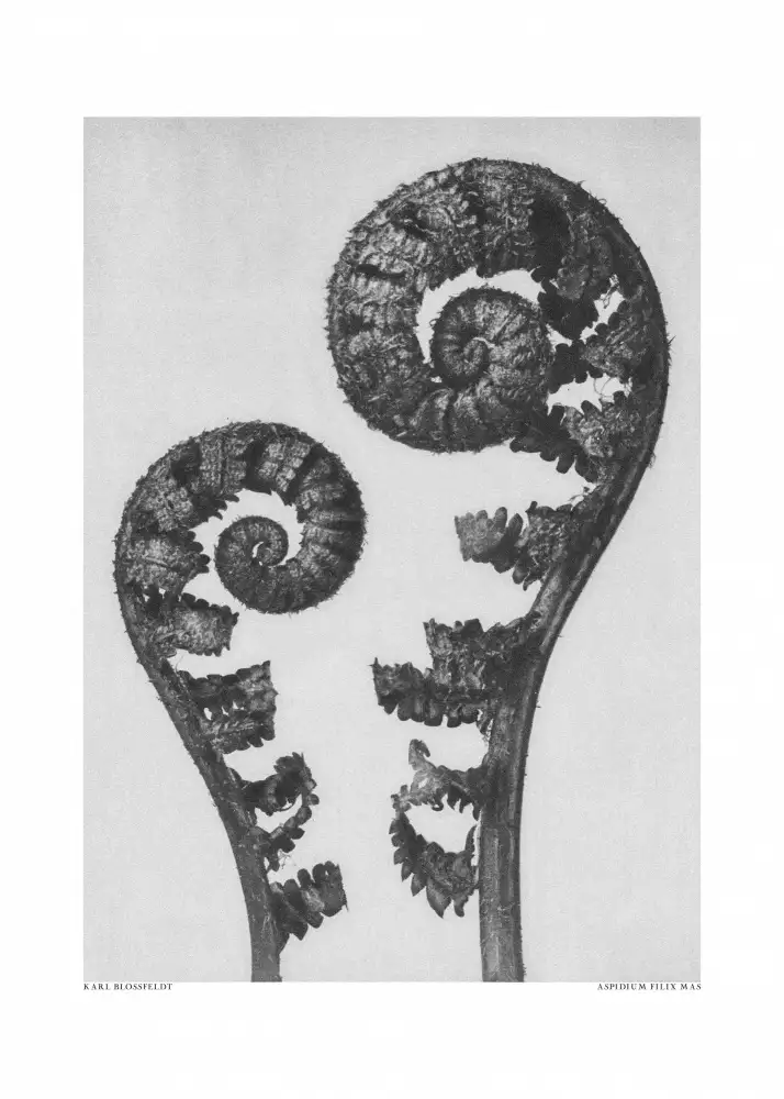 Blossfeldt, Karl: Aspidium Filix Mas