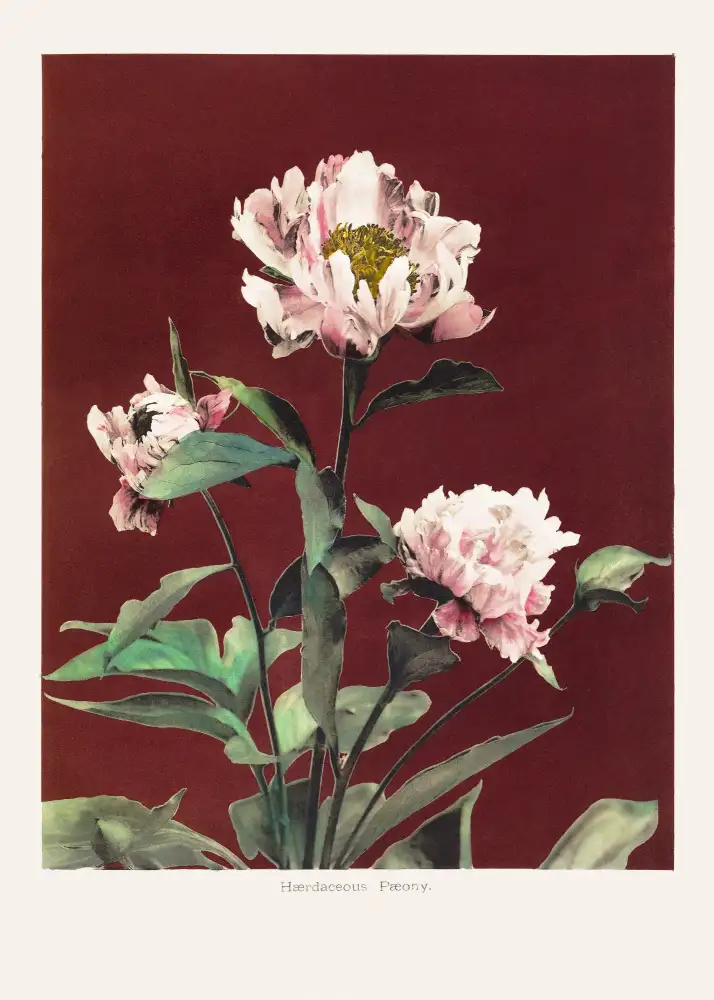 Kazumasa, Ogawa: Hærdaceous Pfingstrose Nr. 2