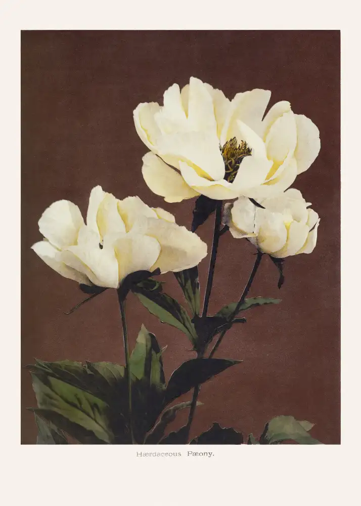 Kazumasa, Ogawa: Hærdaceous Pfingstrose