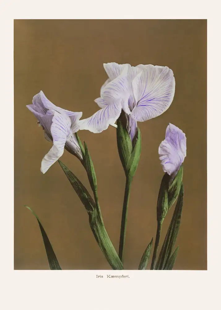 Kazumasa, Ogawa: Iris Kæmpferi Nr. 2