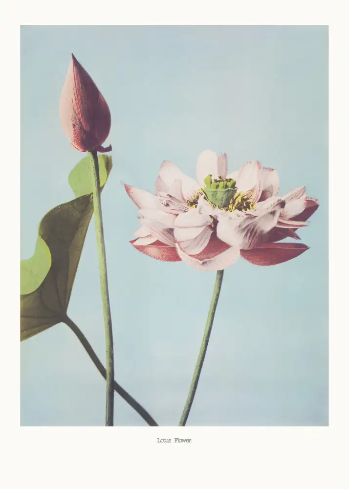 Kazumasa, Ogawa: Lotusblumen