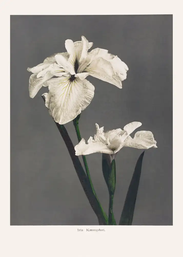 Kazumasa, Ogawa: Iris Kæmpferi