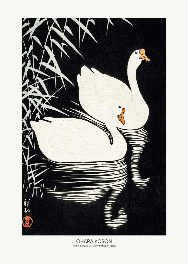 Koson, Ohara: Bílé čínské husy plavání od Reeds