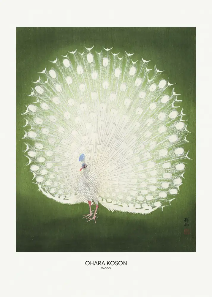 Koson, Ohara: Páv - Široký