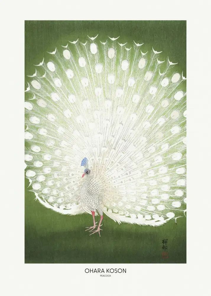 Koson, Ohara: Páv - Oříznutý