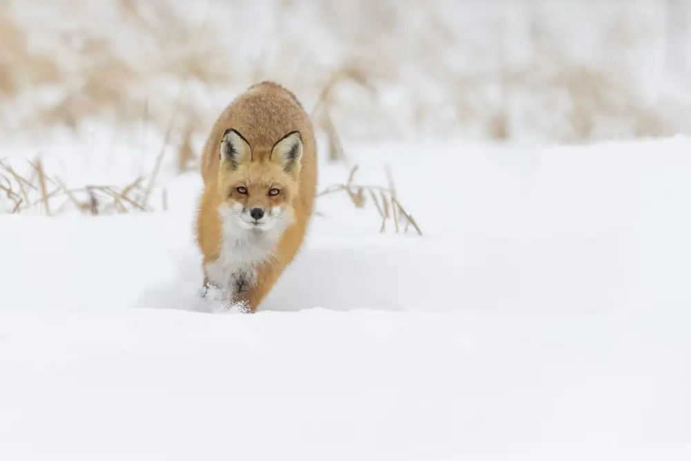 Costina, Mircea: Fox hunting in winter