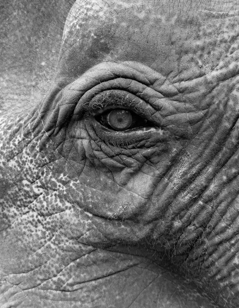 Parsons, Thomas: Elephant
