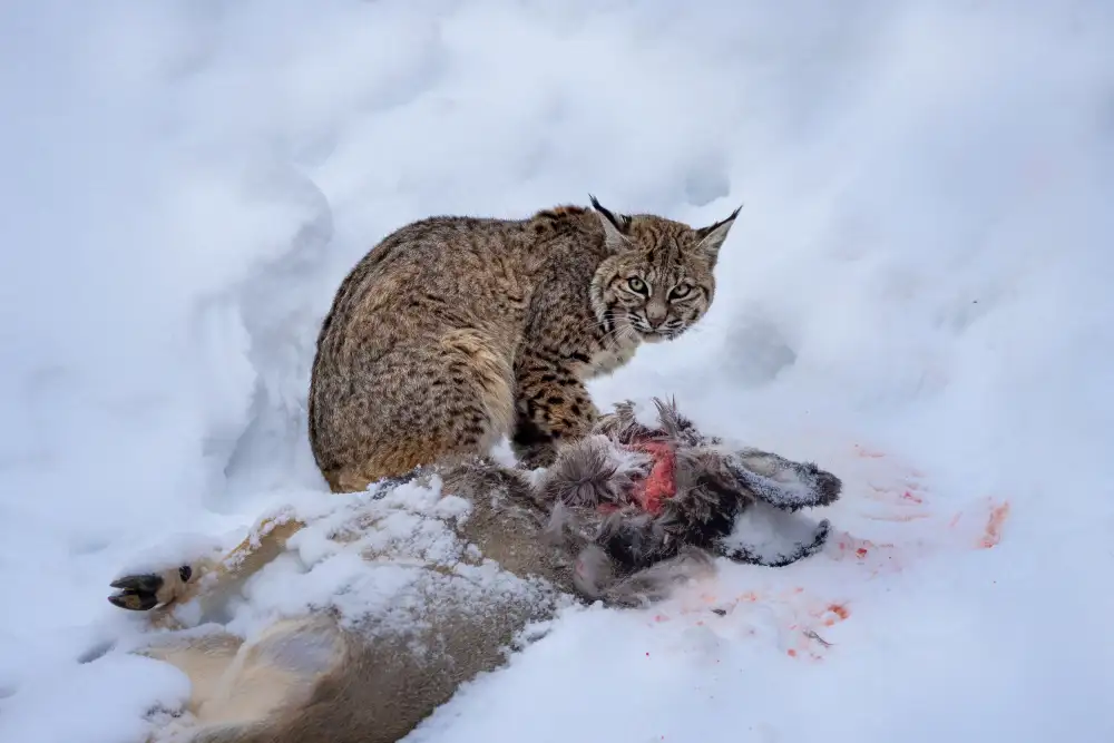Wei, and Siyu: lynx