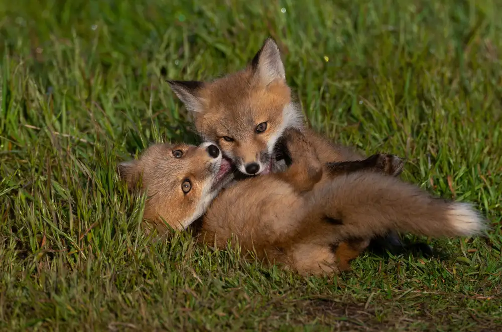 Huang, Johnson: Red Fox