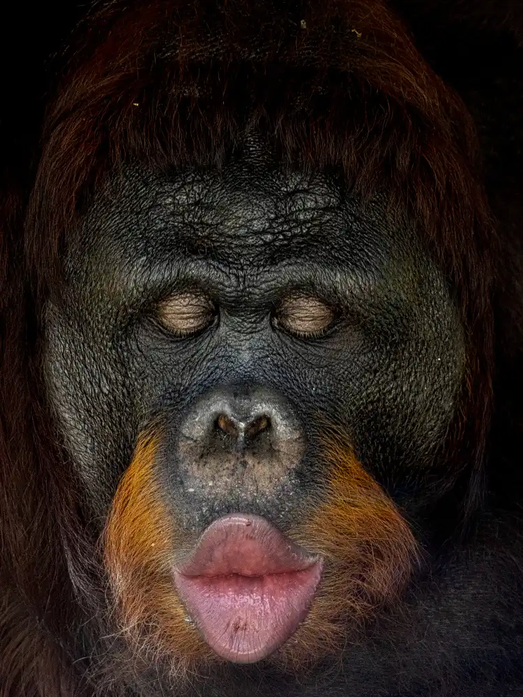 Dennaga, Prabu: Lips