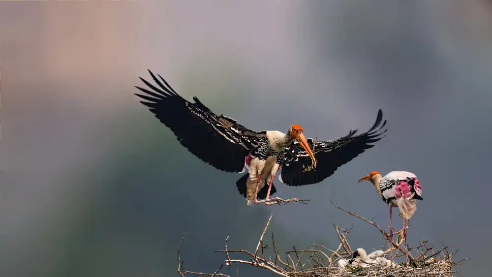 Ghosh, Pinaki: The painted stork  family