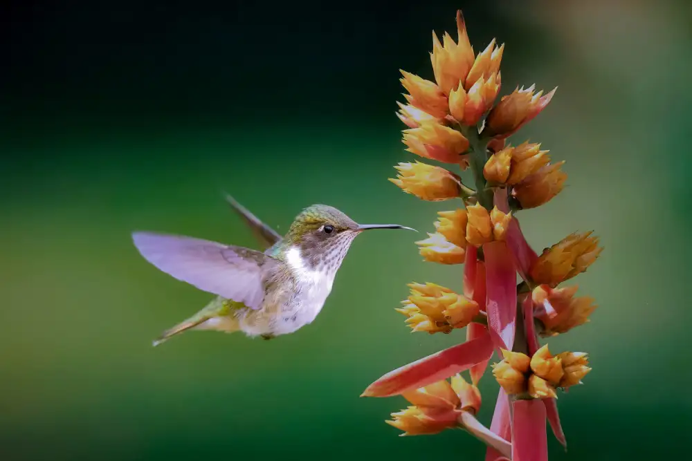 Manusevich, David: Colibrì