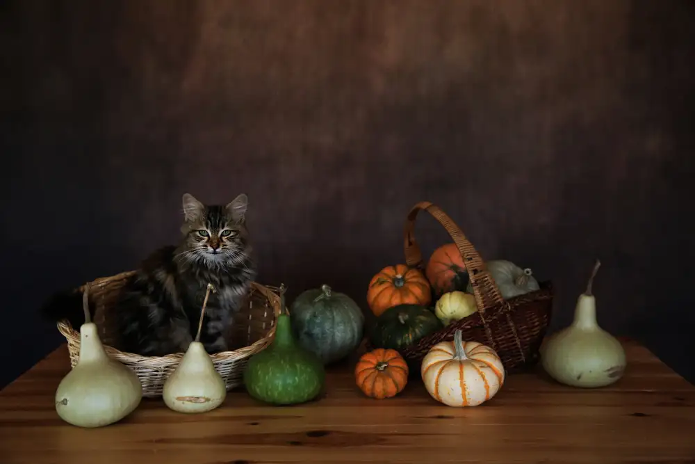 Kandilcioglu, Nisan Ummu: calabaza