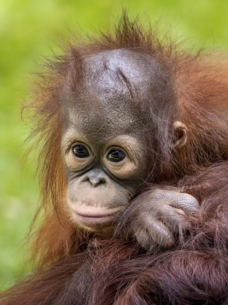 Dennaga, Prabu: Face baby orangutan