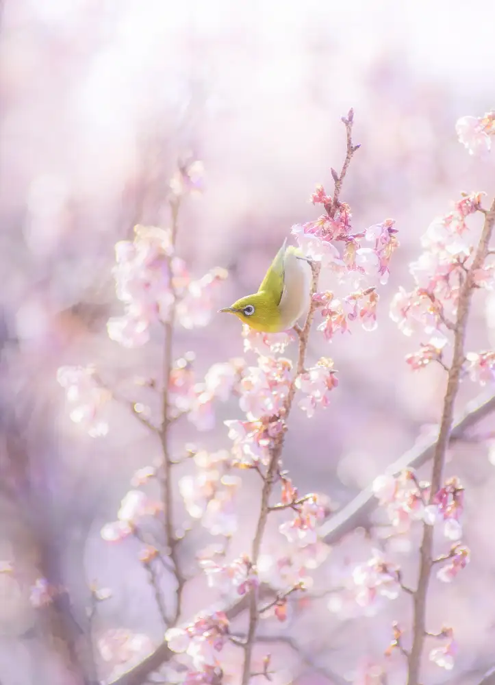 Suzuki, Takashi: Zosterops japonicus