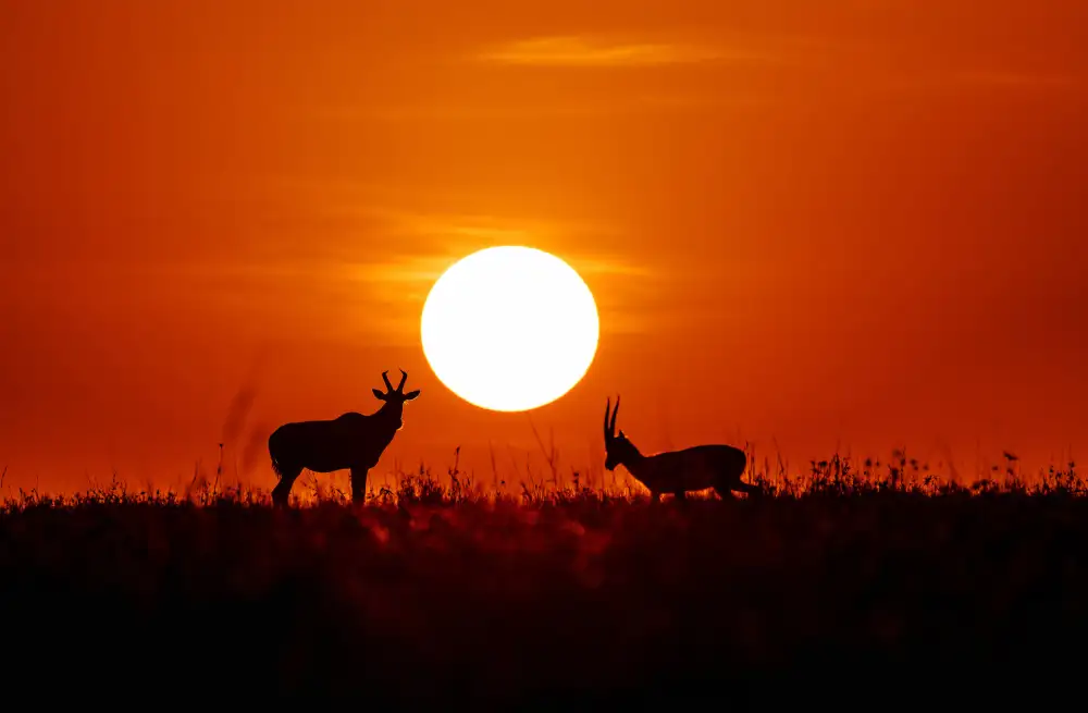Tang, D. Lisa: Masai Mara bei Sonnenuntergang