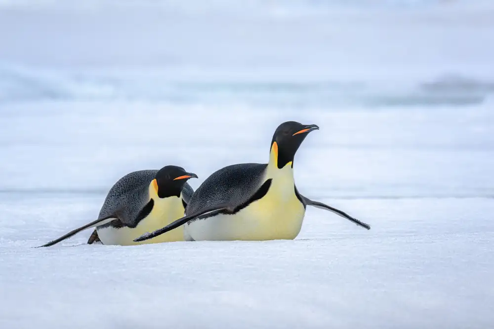 Wei, and Siyu: Se déplacer sur la glace
