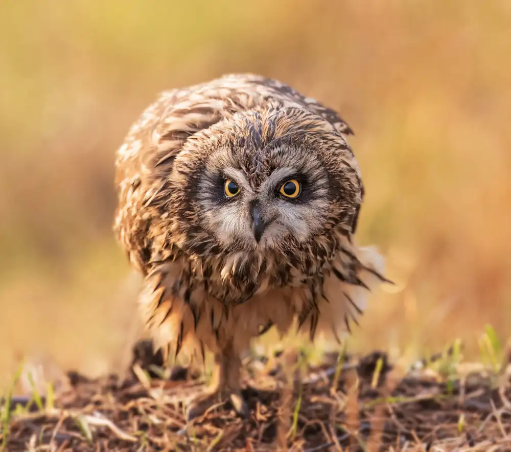 (吉星高照), Taksing: short-eared owl