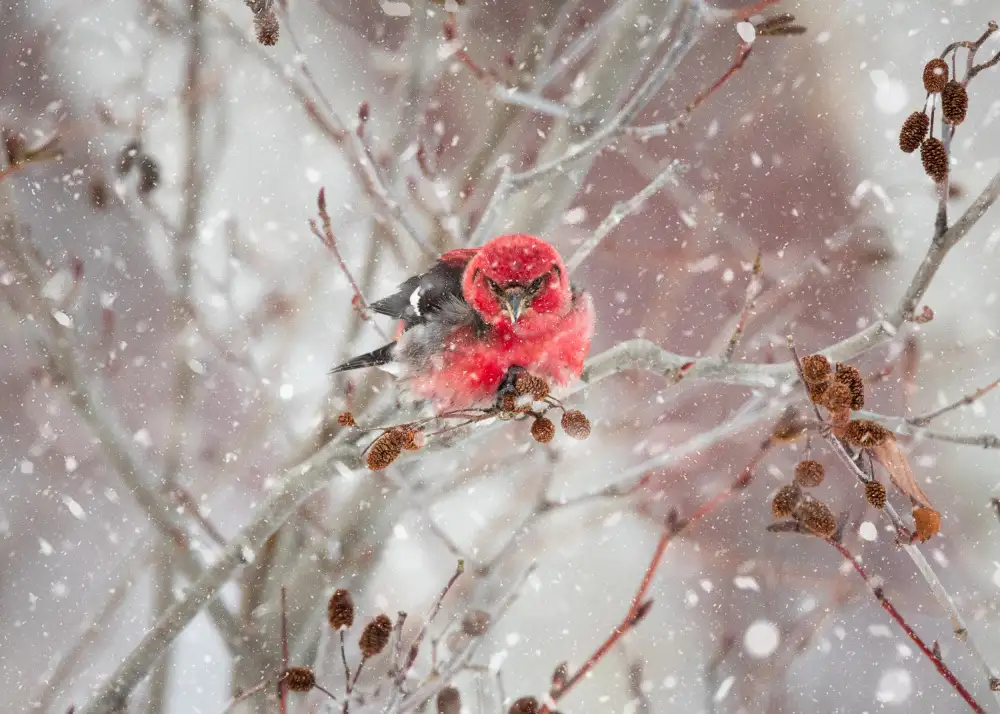 Kimberly: Crossbill  in the Snow