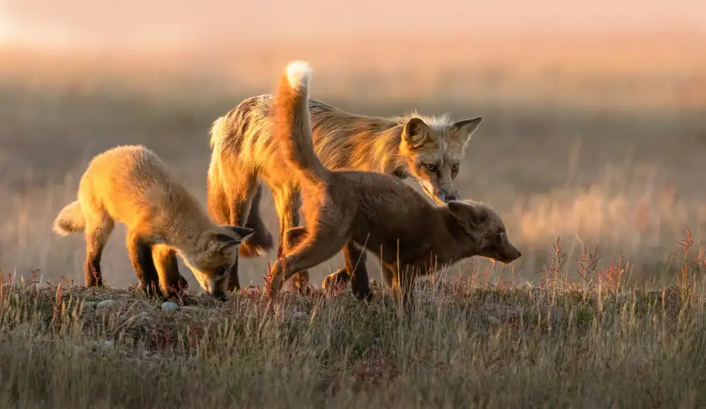 Huang, Johnson: Red Fox