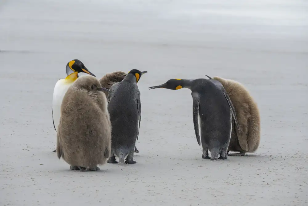 Qin, Feng: Greetings Among Penguins
