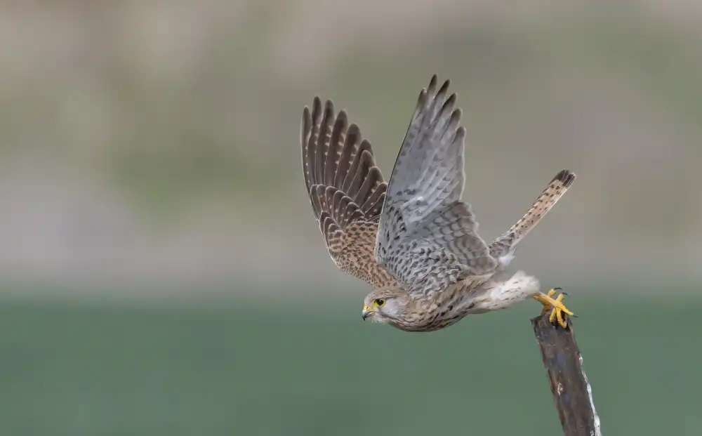 Tadmor, Carmel: Taking off