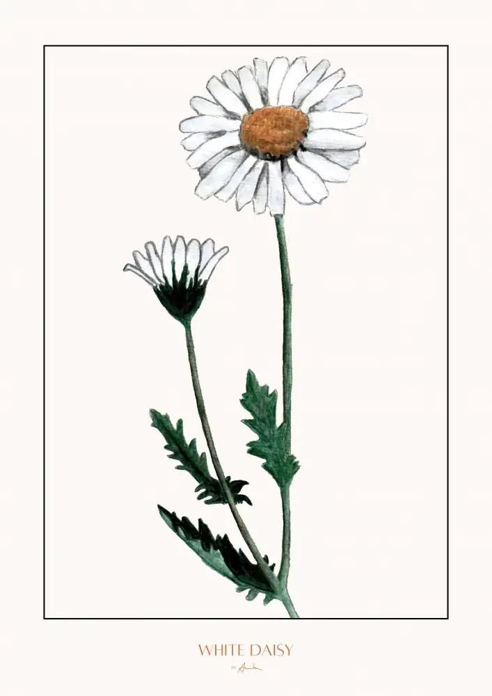 John, Annika: White daisy