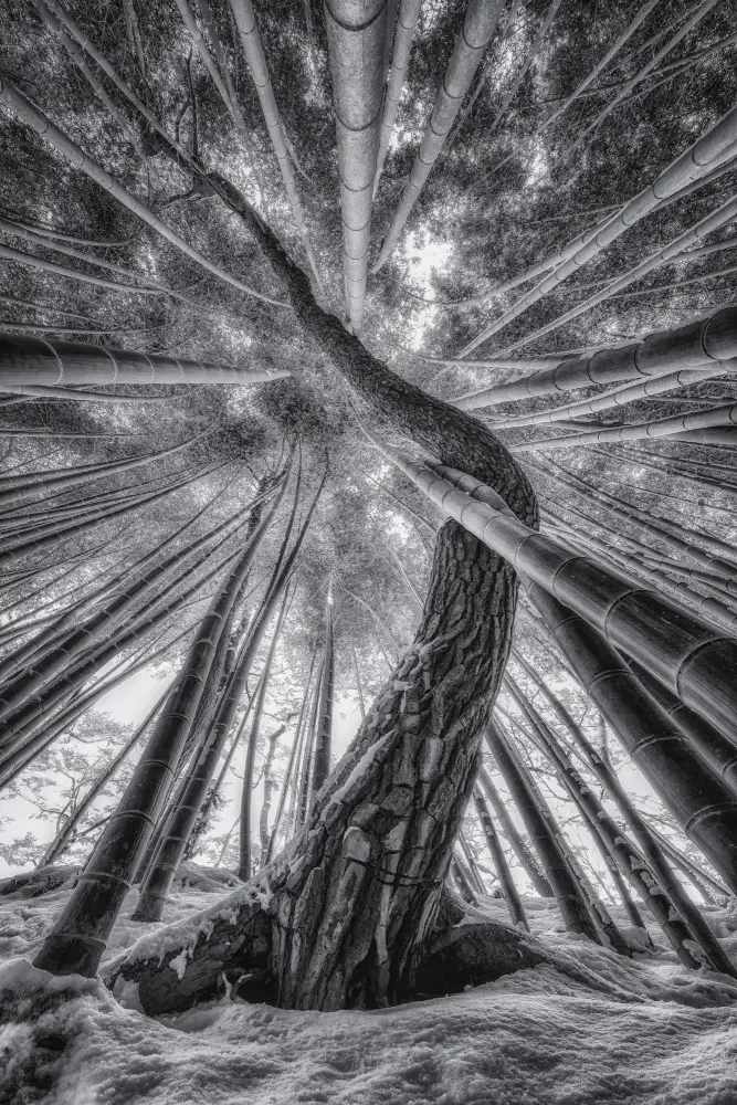 Seo, Tiger: Bamboo and Pinetree