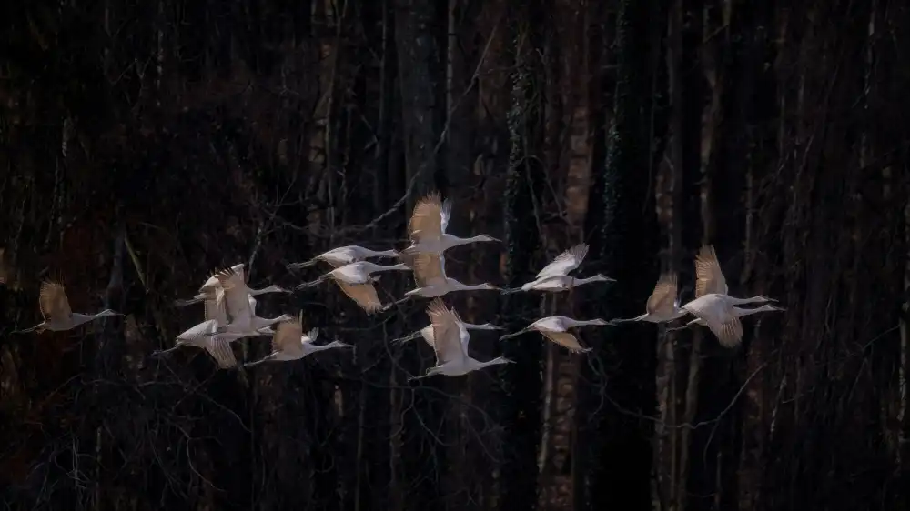 W, Deming: Sandhill cranes