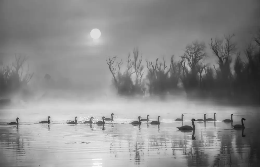 AN, ANNA: Sun Rising Over Swan Lake